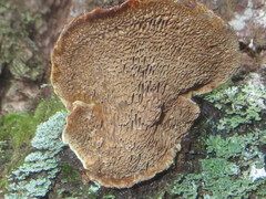 Phellinus piceinus