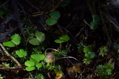 Corybas walliae