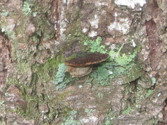 Phellinus piceinus