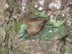 Phellinus piceinus