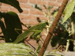 Scudderia mexicana