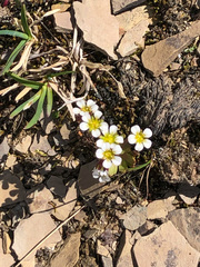 Saxifraga cespitosa