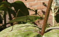 Scudderia mexicana
