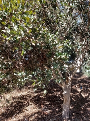 Eucalyptus leucoxylon megalocarpa