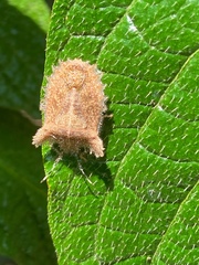 Dryptocephala spinosa