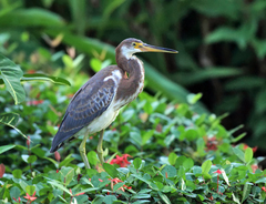Egretta tricolor