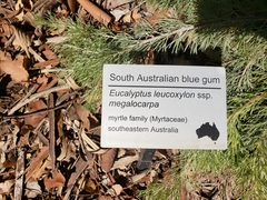 Eucalyptus leucoxylon megalocarpa