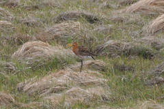 Limosa limosa islandica