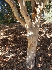 Eucalyptus leucoxylon megalocarpa