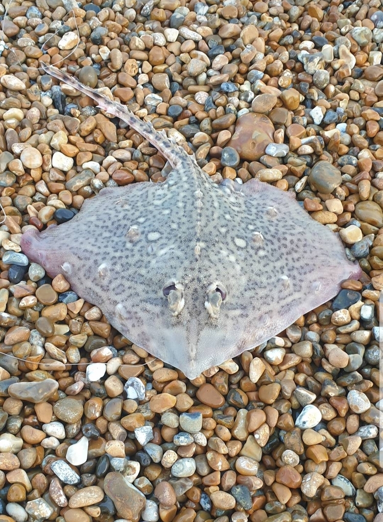 Thornback Ray