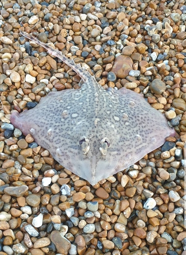 Thornback Ray