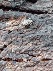 Colecerus marmoratus