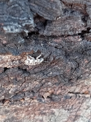 Colecerus marmoratus