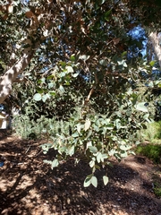 Eucalyptus leucoxylon megalocarpa