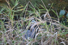Ardea herodias fannini