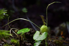 Corybas walliae