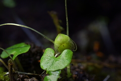 Corybas walliae