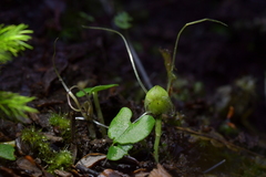 Corybas walliae