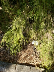 Melaleuca huegelii