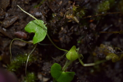 Corybas walliae