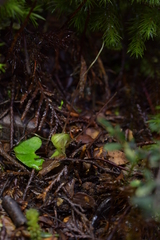Corybas walliae