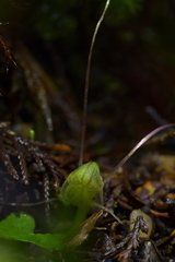 Corybas walliae