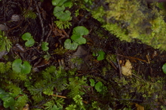 Corybas walliae