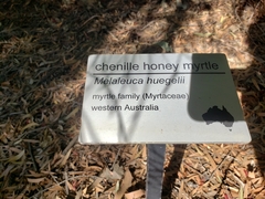 Melaleuca huegelii