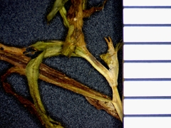 Potamogeton spirillus