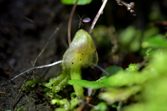 Corybas walliae