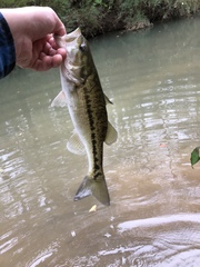 Micropterus henshalli