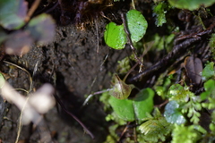 Corybas walliae