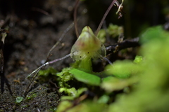 Corybas walliae
