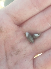 Olivella semistriata