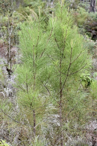 Pinus cubensis, 2020-11-01