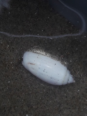 Oliva undatella