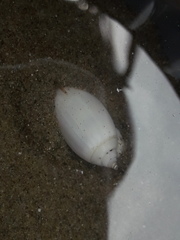 Oliva undatella
