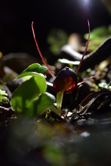Corybas obscurus