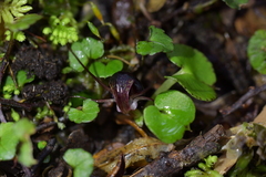 Corybas obscurus