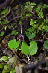 Corybas obscurus