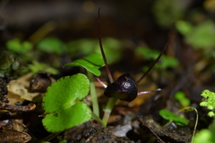 Corybas obscurus