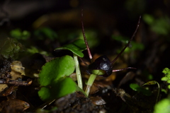 Corybas obscurus
