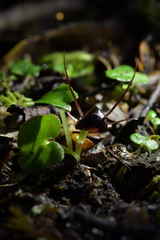 Corybas obscurus