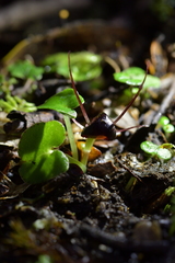 Corybas obscurus