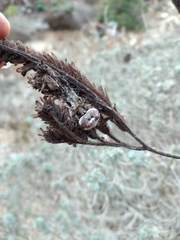 Mastophora