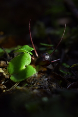 Corybas obscurus