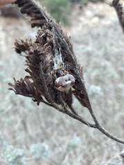 Mastophora