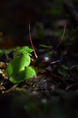 Corybas obscurus