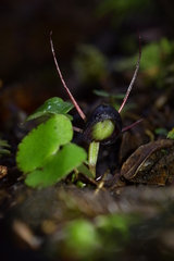 Corybas obscurus