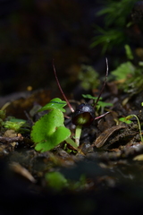 Corybas obscurus